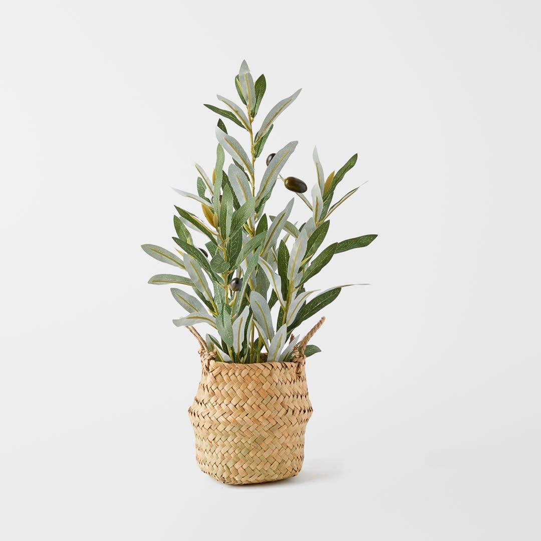 Olive Plant In Seagrass Basket - Green