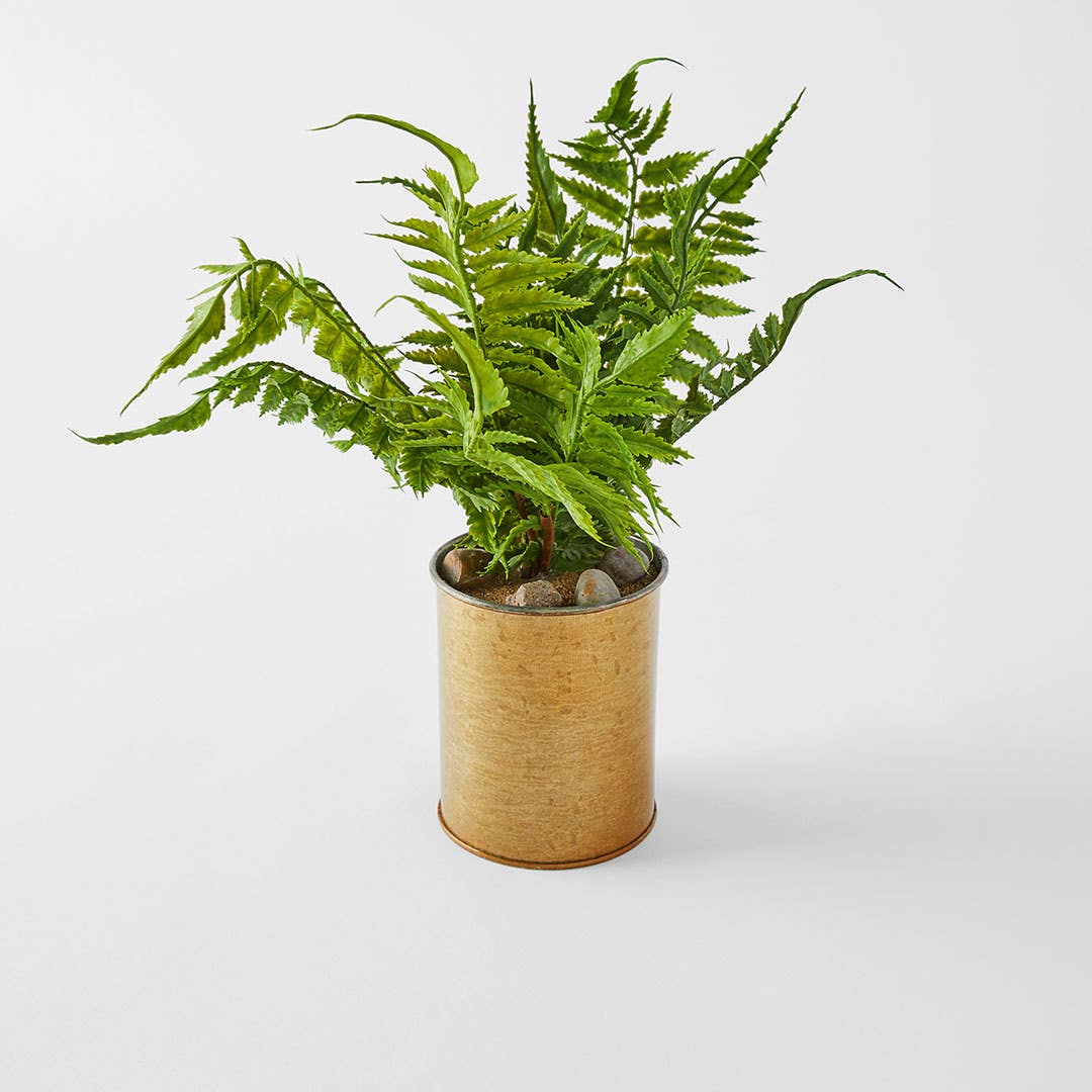 Potted Fern