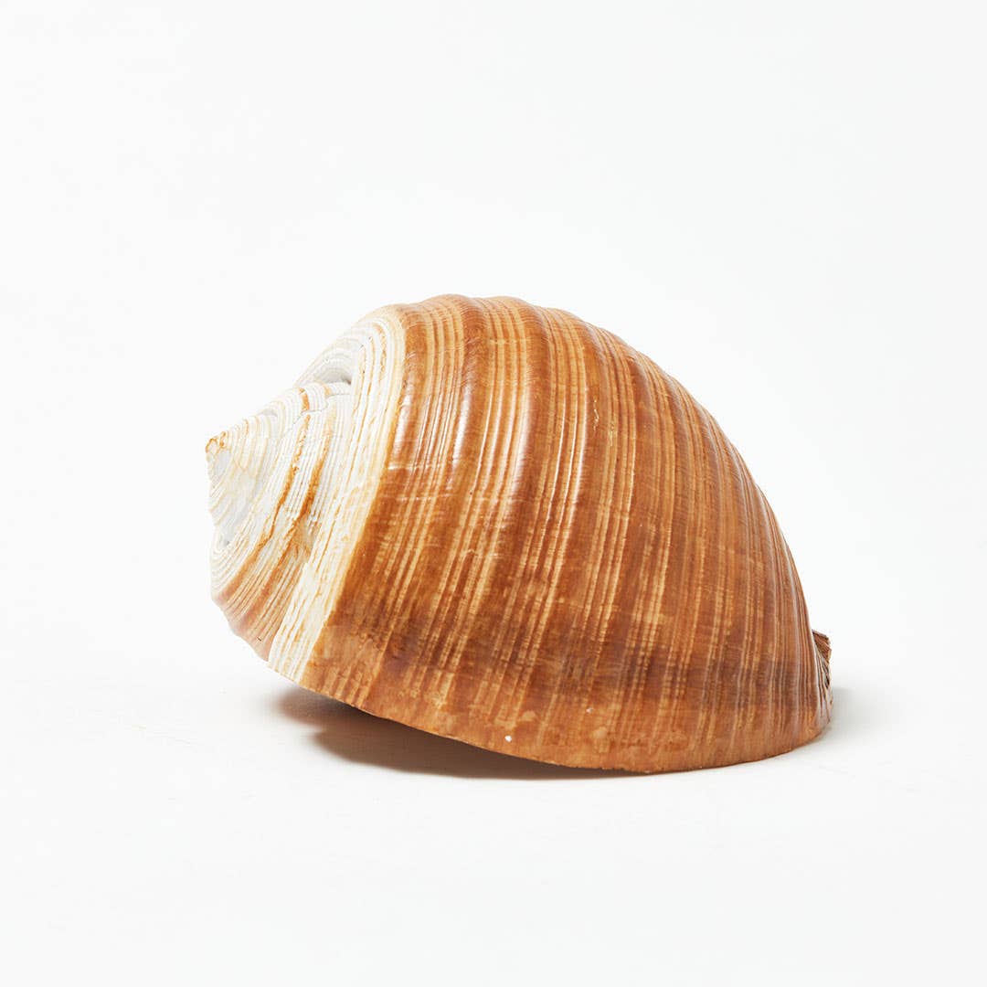 Sea Snail Shell